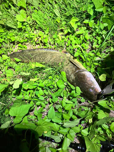 マナマズの釣果