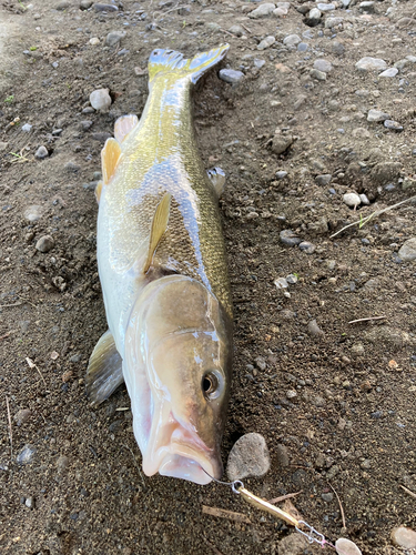 ウグイの釣果