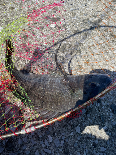 チヌの釣果