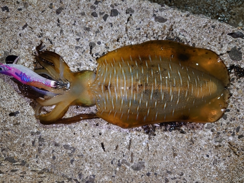 アオリイカの釣果