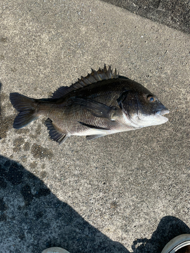 チヌの釣果