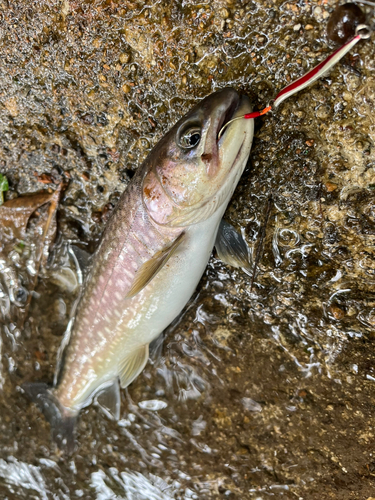 アメマスの釣果