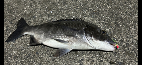 チヌの釣果