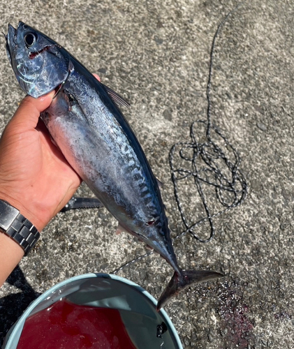 マルソウダの釣果