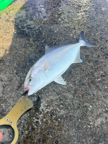 ショゴの釣果