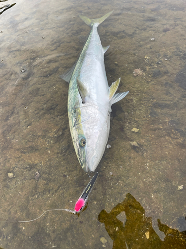 ブリの釣果