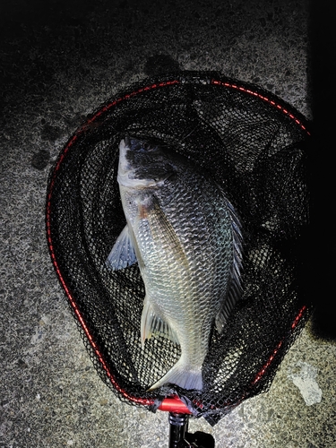 キビレの釣果