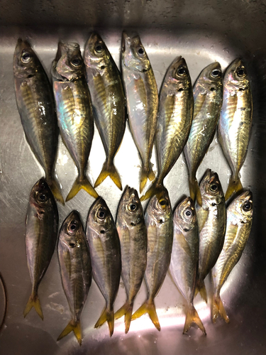 アジの釣果