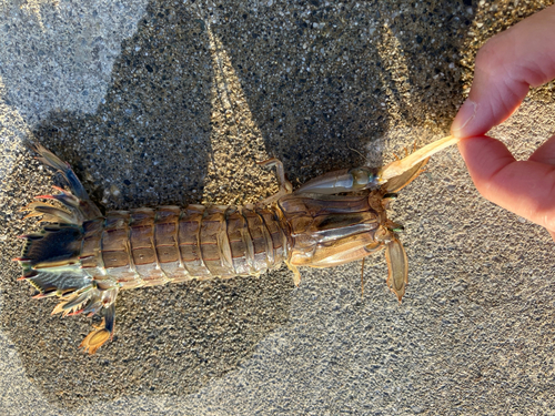 シャコエビの釣果