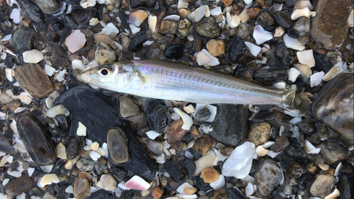 シロギスの釣果