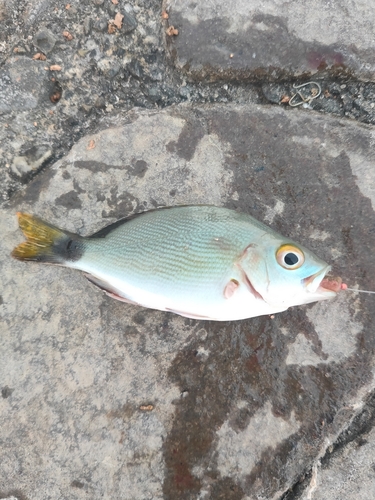 ヒメフエダイの釣果