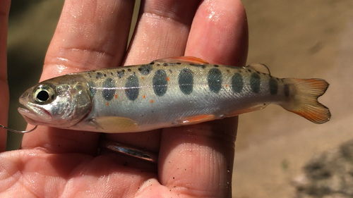 アマゴの釣果