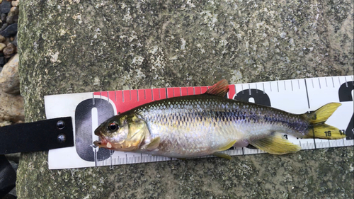 カワムツの釣果