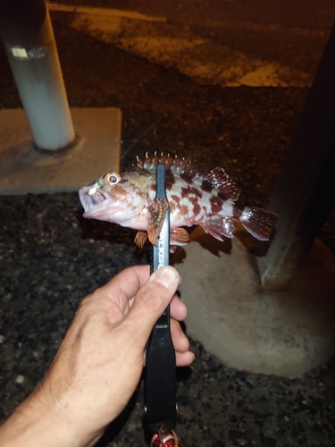 カサゴの釣果