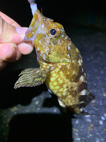 ガシラの釣果