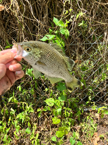 オオクチユゴイの釣果