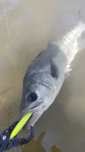 フッコ（マルスズキ）の釣果