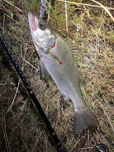 セイゴ（ヒラスズキ）の釣果