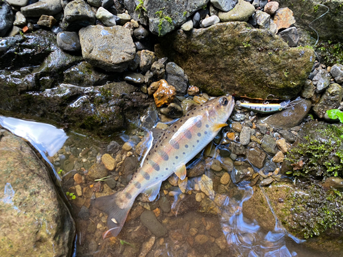 ヤマメの釣果