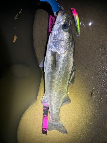 シーバスの釣果