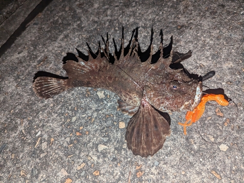 オニオコゼの釣果