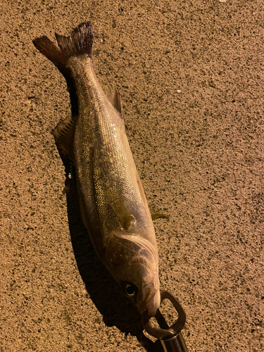 セイゴ（マルスズキ）の釣果