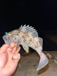 クロソイの釣果