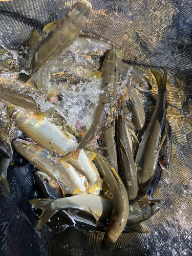 アユの釣果