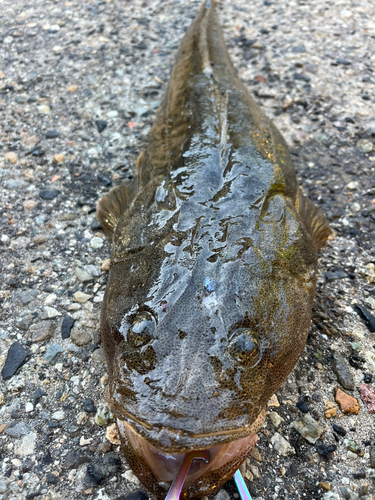 マゴチの釣果