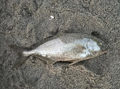 ショゴの釣果