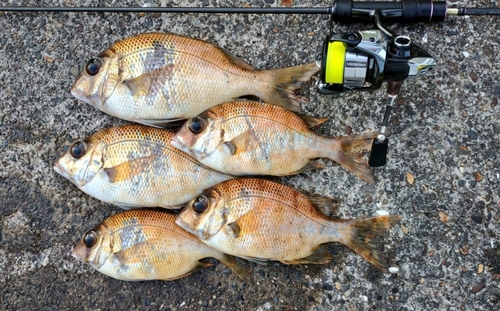 メイチダイの釣果