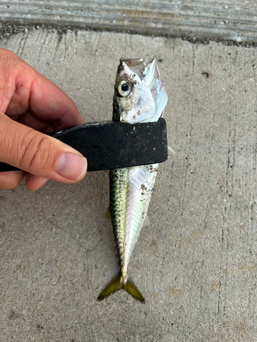 サバの釣果