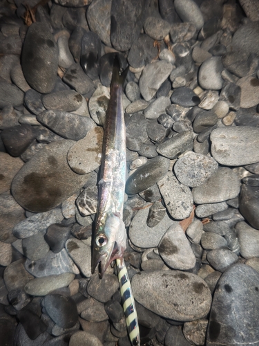 ヤマトカマスの釣果