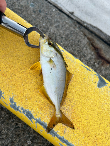 ショゴの釣果