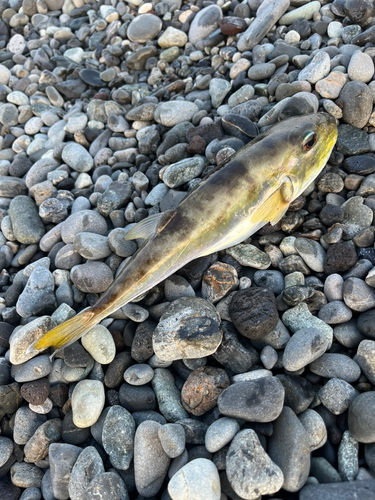 シロサバフグの釣果