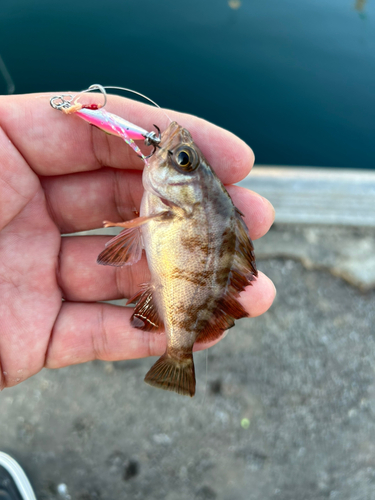 メバルの釣果