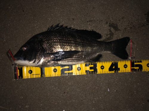 チヌの釣果