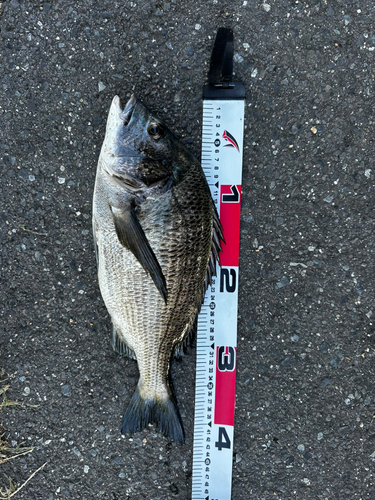 チヌの釣果