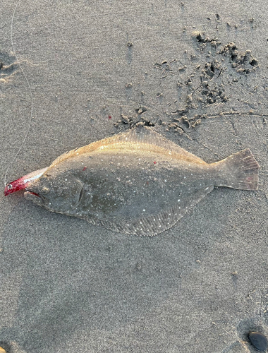 ヒラメの釣果