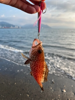 オオモンハタの釣果