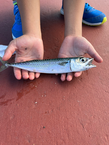 サバの釣果