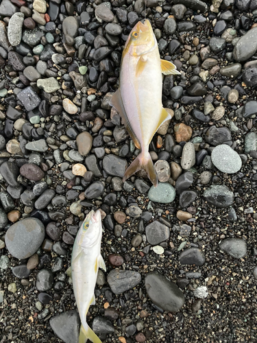 ショゴの釣果