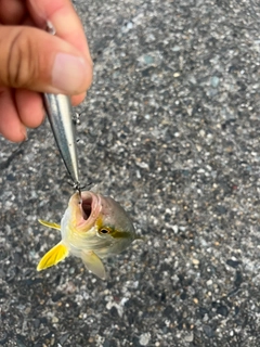 ショゴの釣果