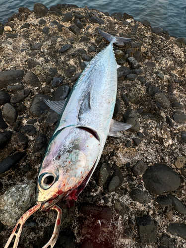 ソウダガツオの釣果