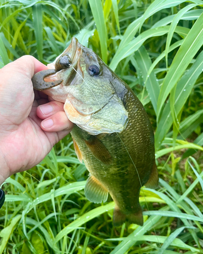 ブラックバスの釣果