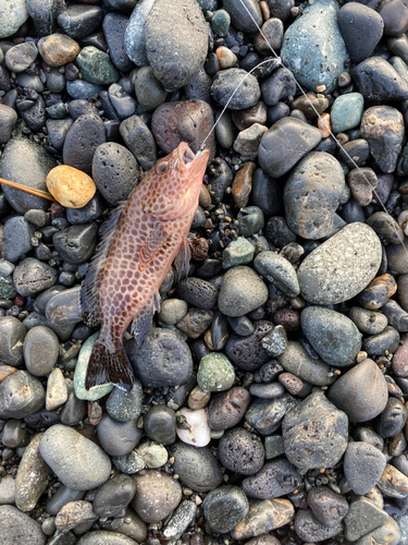 オオモンハタの釣果