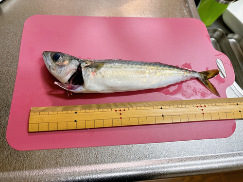 マサバの釣果