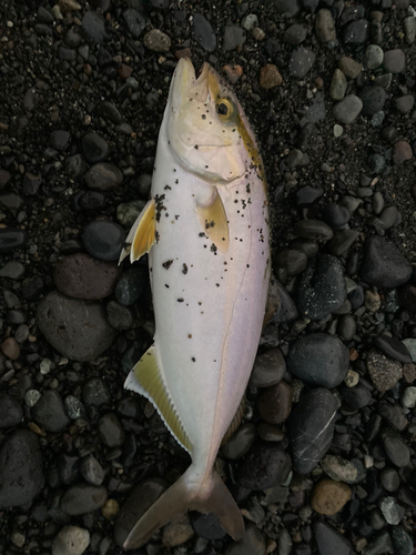 ショゴの釣果