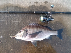 クロダイの釣果