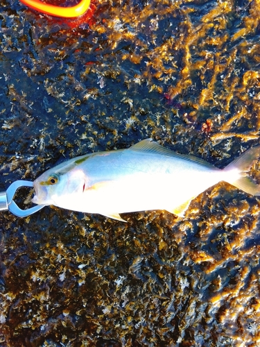 ショゴの釣果